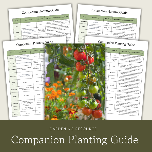 Alphabetical Spice List Printable Bonus Labels The Homesteading Way